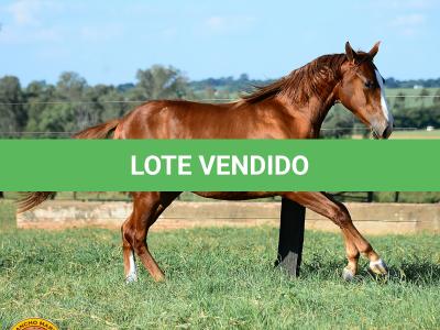 LOTE 007 - KINGS HEAVEN REY B3