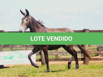 LOTE 009 - BAILARINA