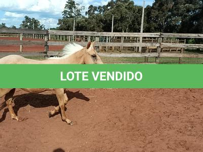 LOTE 012 - BET ON HANCOCK