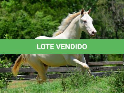 LOTE 005 - TWICE GALLO STEP