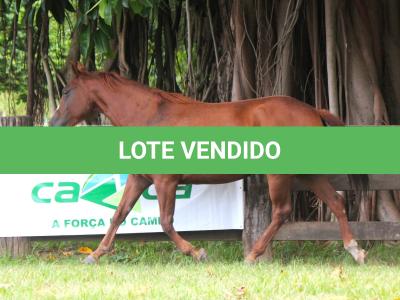 LOTE 007 - ZEVITA JAYBEE THISTU