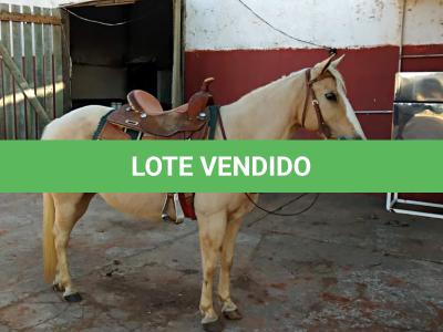 LOTE 006 - YOLLANDA WARS