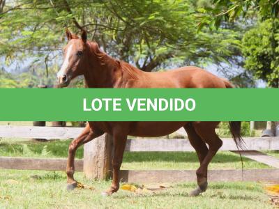 LOTE 007 - ZEVITA JAYBEE THISTU