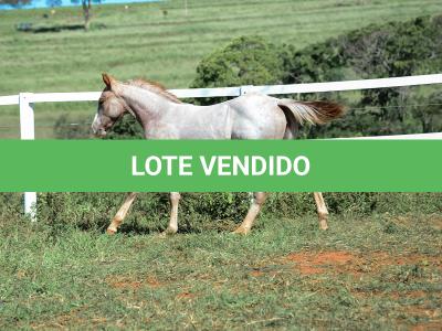 LOTE 012 - PRECIOUS BET VRA