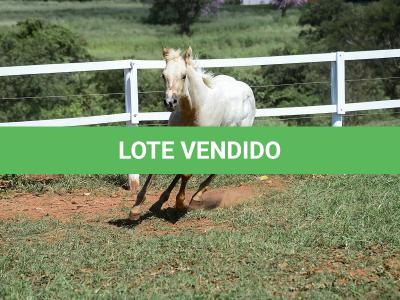LOTE 018 - POPSANDBANGS VRA