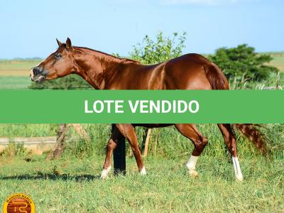LOTE 013 - SOLTERA REY PEP B (2x1)