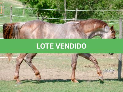 LOTE 004 - WINNIN NITRO LENA