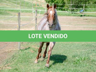 LOTE 004 - WINNIN NITRO LENA