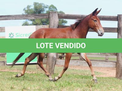 LOTE 013 - OURO FINO