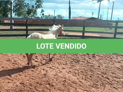 LOTE 012 - BET ON HANCOCK