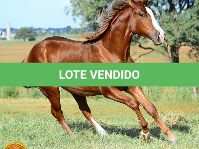 LOTE 007 - KINGS HEAVEN REY B3
