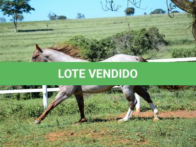 LOTE 001 - SPOTTISH