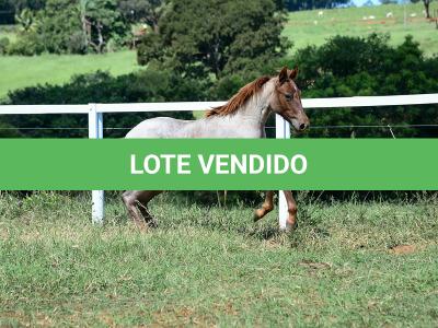 LOTE 003 - DALLARA CAT VRA