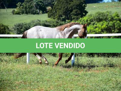 LOTE 001 - SPOTTISH