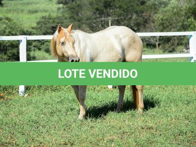 LOTE 011 - CATS BRUDDER DEE RN (2x1)