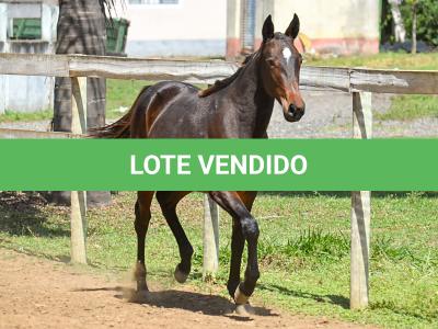 LOTE 005 - MV PHOTO PETY ROYALE