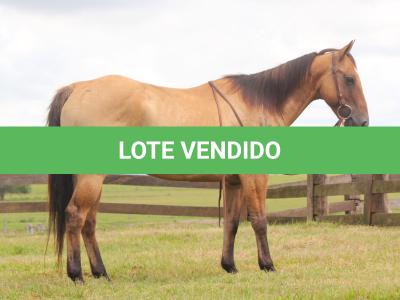 LOTE 007 - TORO KENETICO EDU