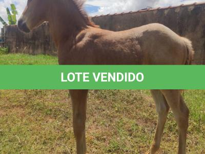 LOTE 004 - NOME A ESCOLHER (BET HESA CAT JR x LOBA SUPER REY)