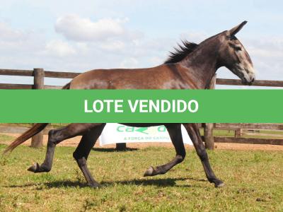 LOTE 009 - BAILARINA