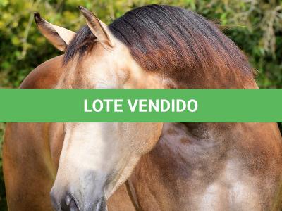 LOTE 008 - DREAM RUSTER DU VAL