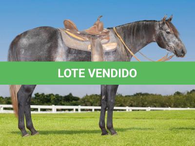 LOTE 009 - MY ZORRERO BOY