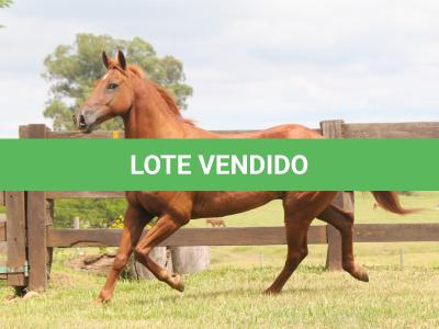 LOTE 005 - HUNTER ZORRERO OAK