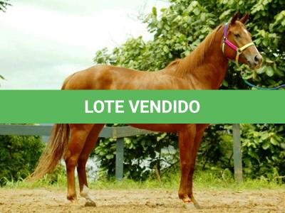 LOTE 001 - ALFAZEMA ROSE