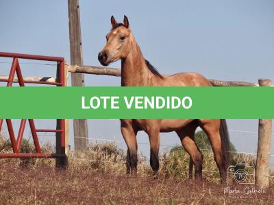 LOTE 016 - LUNA HELLUVA MISTER