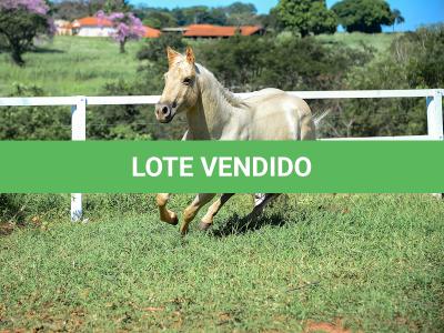 LOTE 011 - CATS BRUDDER DEE RN (2x1)