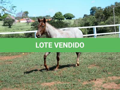 LOTE 003 - DALLARA CAT VRA