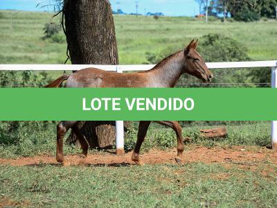 LOTE 005 - CATILLAC BET VRA
