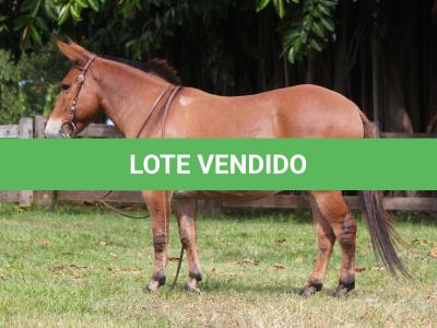 LOTE 014 - SORVETE