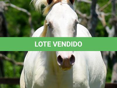 LOTE 005 - TWICE GALLO STEP