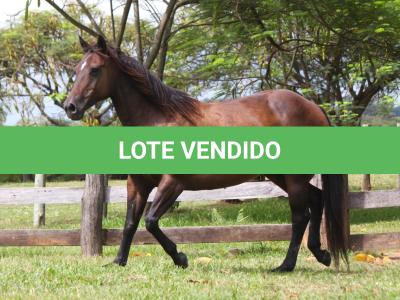 LOTE 015 - KINDA APOLLO THISTU