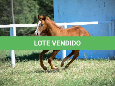 LOTE 015 - GUNNATRUCK VRA