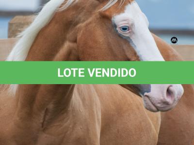 LOTE 012 - HOLLYWOOD WHITEY