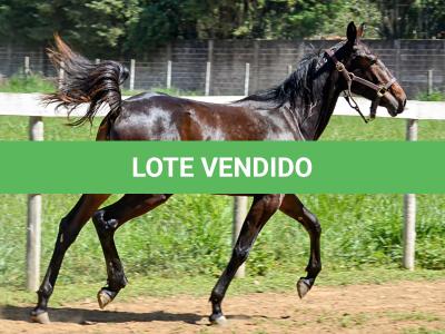 LOTE 004 - MV IDEAL BRENA