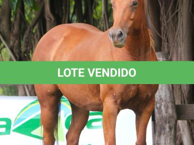 LOTE 018 - TIROLESA TO FLY EDU