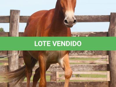 LOTE 003 - TRES PINTAS