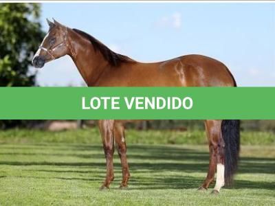 LOTE 003 - EMBRIÃO EFETIVADO - CORONA FIREBALL x CORONA TRÊS G2