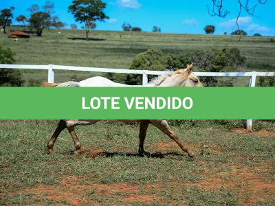 LOTE 018 - POPSANDBANGS VRA