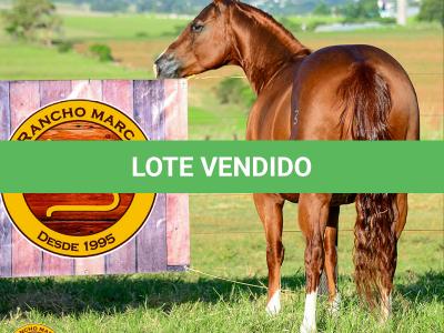LOTE 013 - SOLTERA REY PEP B (2x1)