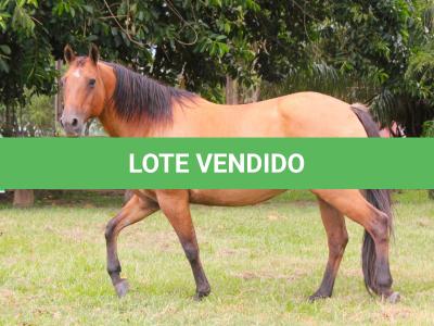 LOTE 016 - YASMINE BEE DEE