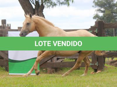 LOTE 009 - DOC BUCK