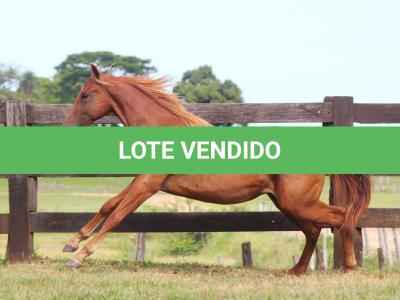 LOTE 013 - BLUE SAN PEPPY