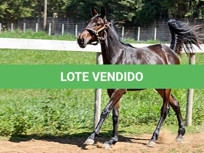 LOTE 004 - MV IDEAL BRENA