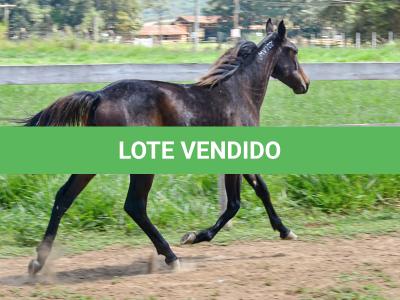 LOTE 005 - MV PHOTO PETY ROYALE