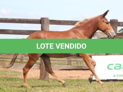 LOTE 020 - CARANDÁ