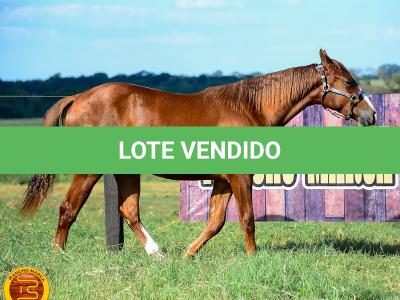 LOTE 007 - KINGS HEAVEN REY B3