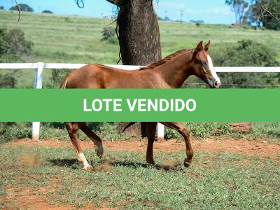 LOTE 015 - GUNNATRUCK VRA
